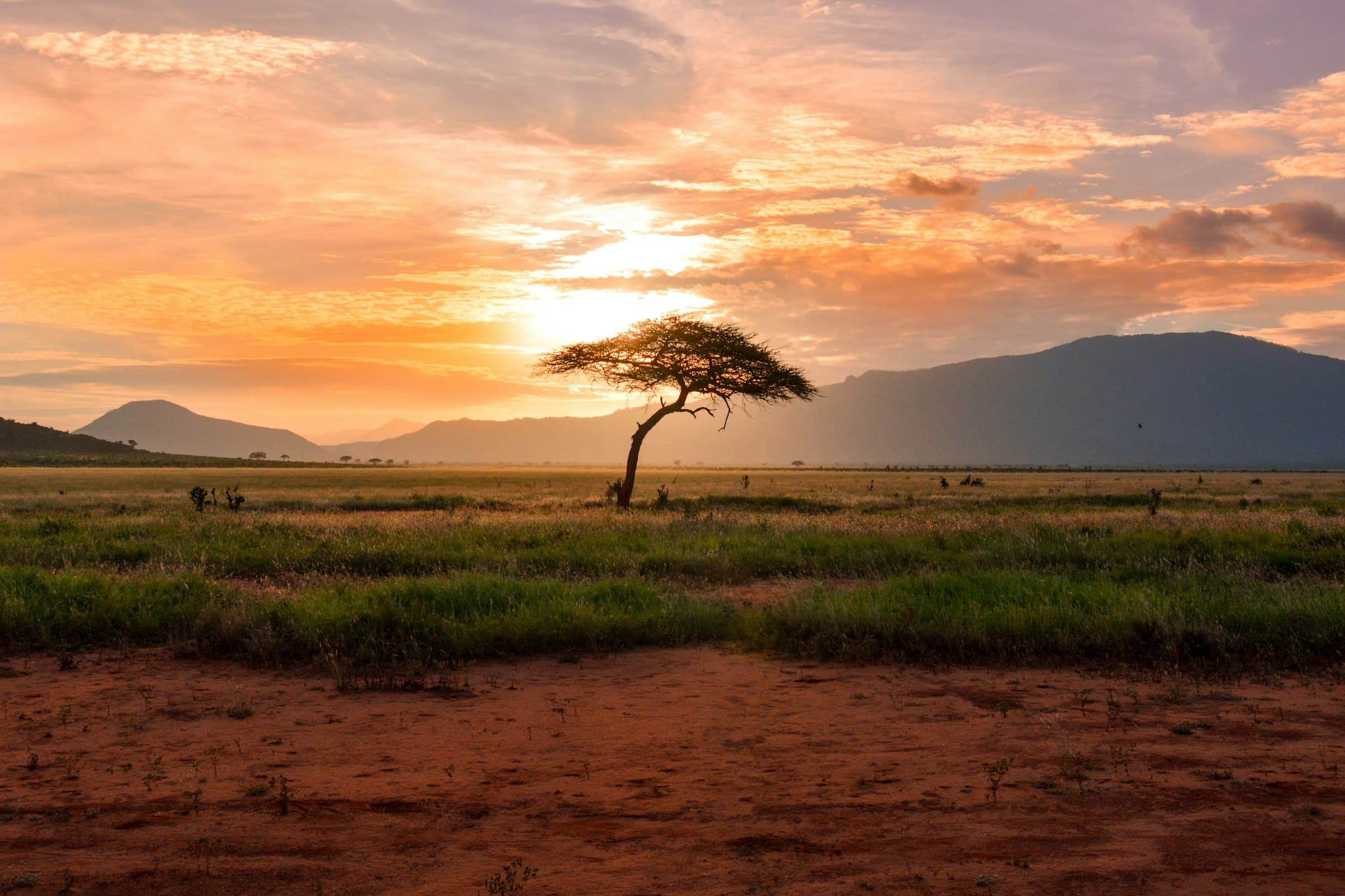 Elephants crossing the savannah beneath Mount Kilimanjaro at golden hour