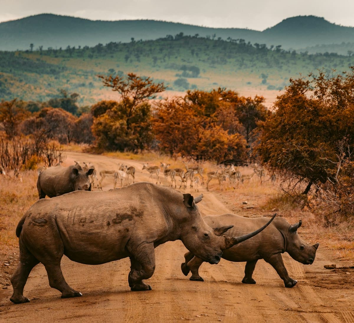 From Screen to Safari: The Making of an African Movie Journey